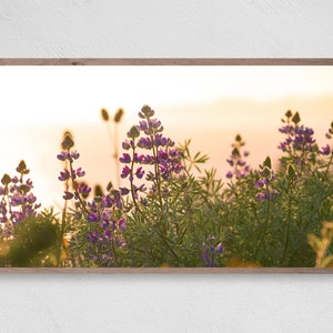 Wild Lupine, Samsung Frame TV Art, Instant Download, Farmhouse, Frame TV Art, Samsung Art TV, Digital Download for Samsung Frame