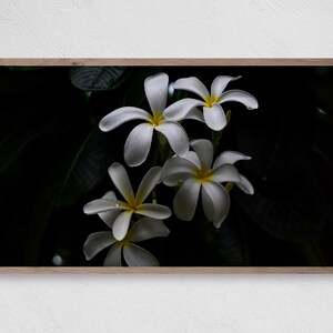 White Orchids, Samsung Frame TV Art, Instant Download, Orchids, Frame TV Art, Samsung Art TV, Digital Download for Samsung Frame