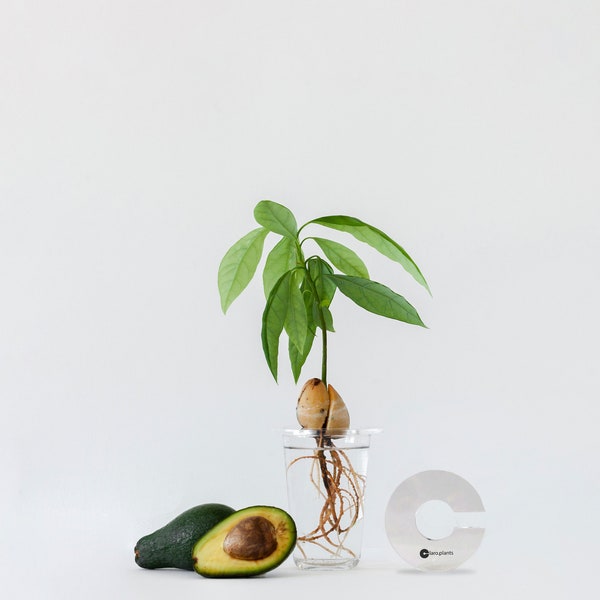 Propagation plate, Plant cuttings, Plant gift, Avocado gift, Propagation station