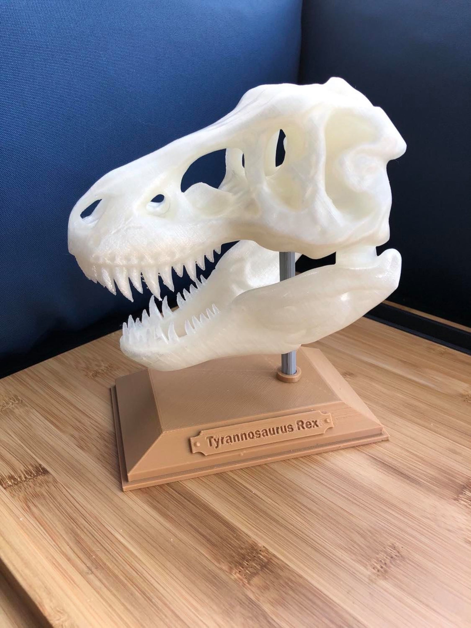 t rex skull 3d