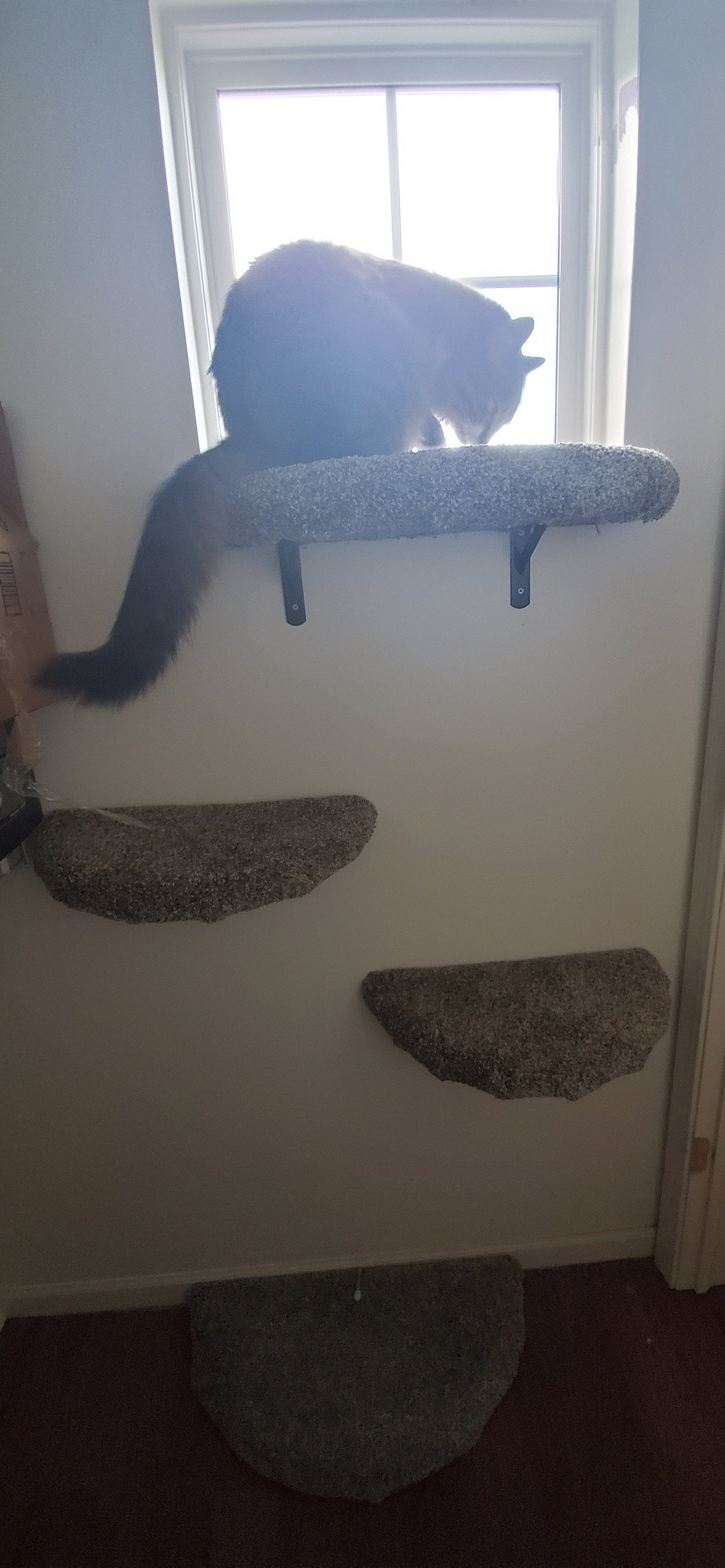 Floating Cat Shelves Etsy