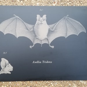 May include: A dark gray metal sign featuring a detailed illustration of a bat with outstretched wings, labeled "fig 1." Below, a smaller illustration labeled "fig 2" depicts the bat's head. The text "Asellia Tridens" is centered below the illustrations.