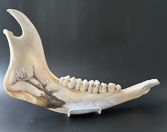 Bugling Elk Painted Jaw Bone