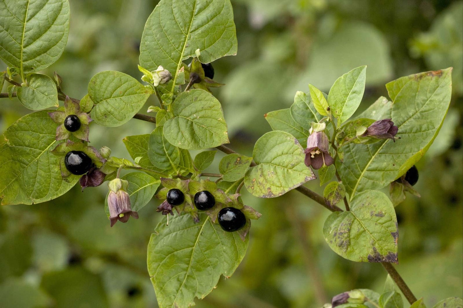 Atropa baetica / Iberian belladonna / 10 seeds Etsy