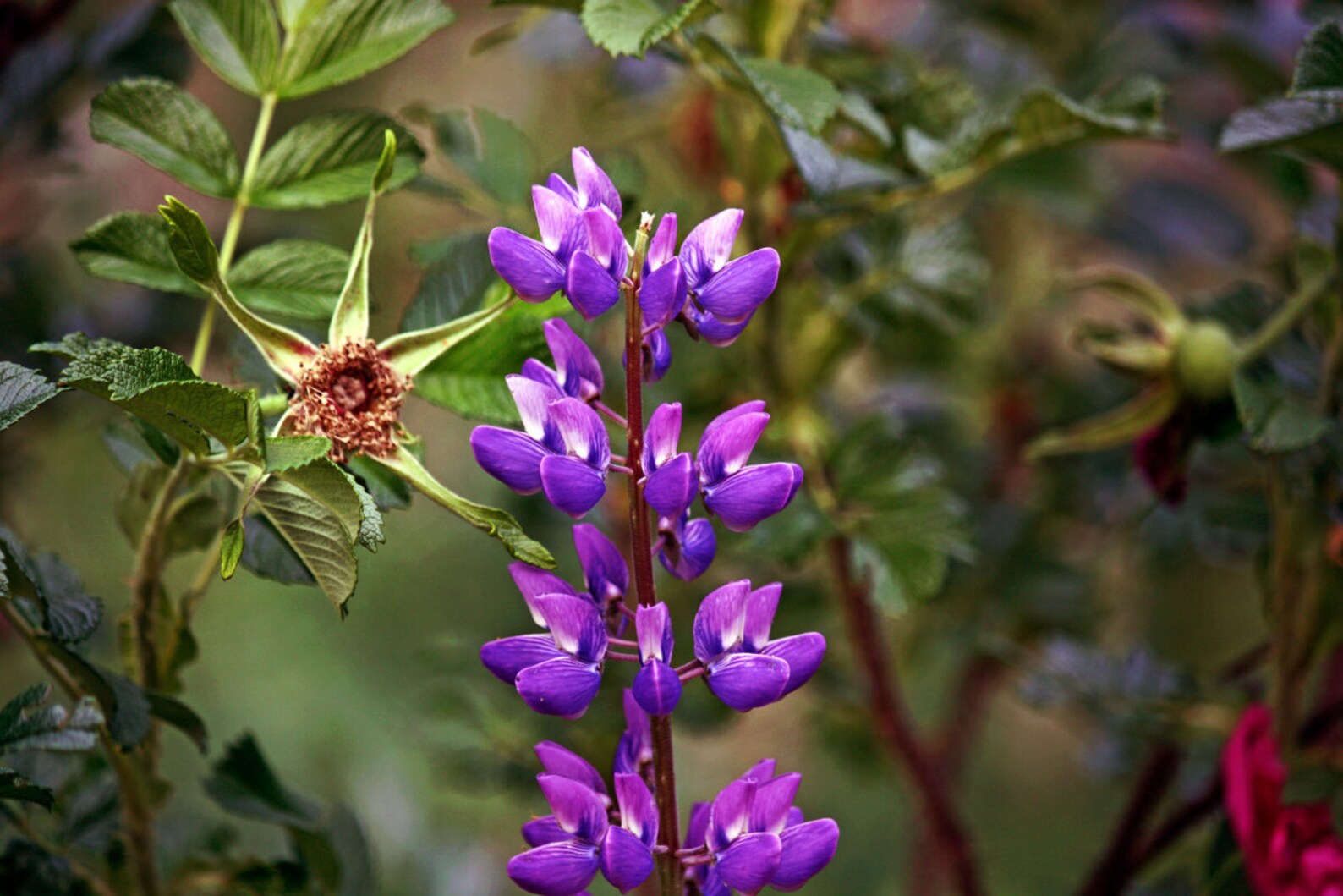 Astragalus membranaceus / 10 seeds | Etsy