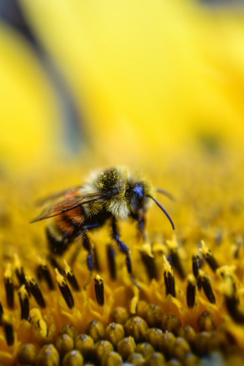 Pollination Art Macro Print Macro Photo of a Bee Pollinating a Sunflower Photography Bee Print Bee Close Up Bee Photo