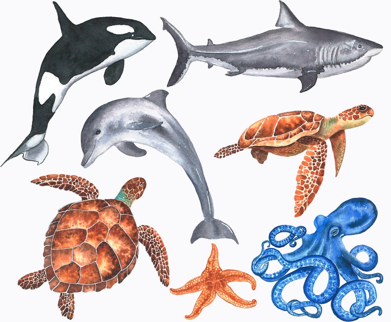 Aquarell Meerestiere Clipart. Meerestiere Schildkröten Hai | Etsy