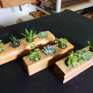 以下が含まれることがあります： ピンクの縁取りが付いた木製多肉植物プランター5個。プランターは黒い表面に一列に並んでいます。各プランターには、3〜4つの小さな多肉植物が植えられています。