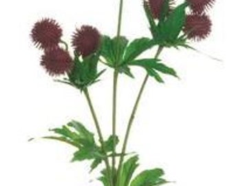 Burgundy Artificial Glove Thistle Spray, 18"