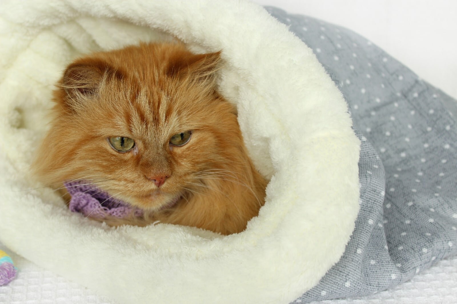 insulated cat bed