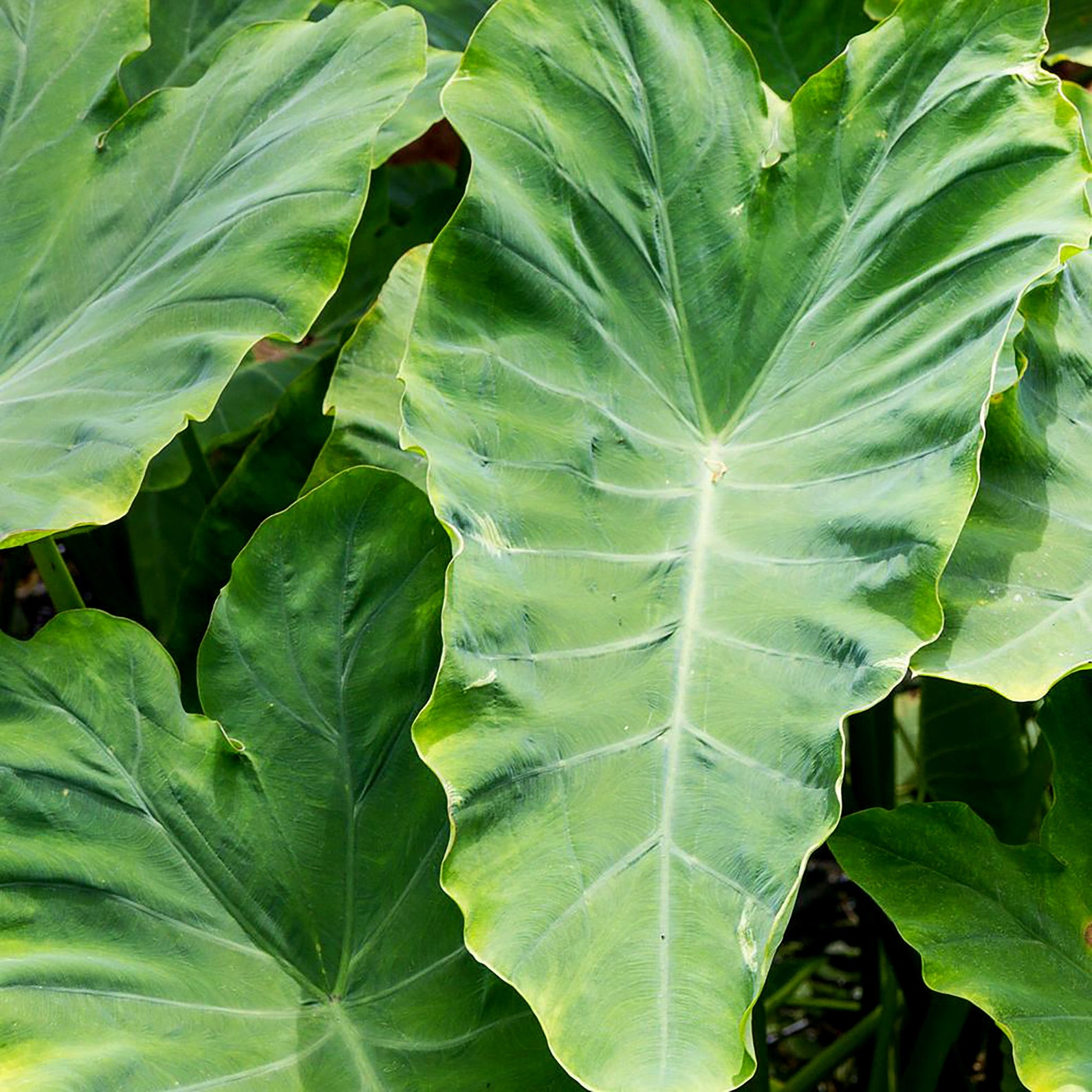 Mammoth Elephant Ear 68in Plant Blub Colocasia esculenta Etsy