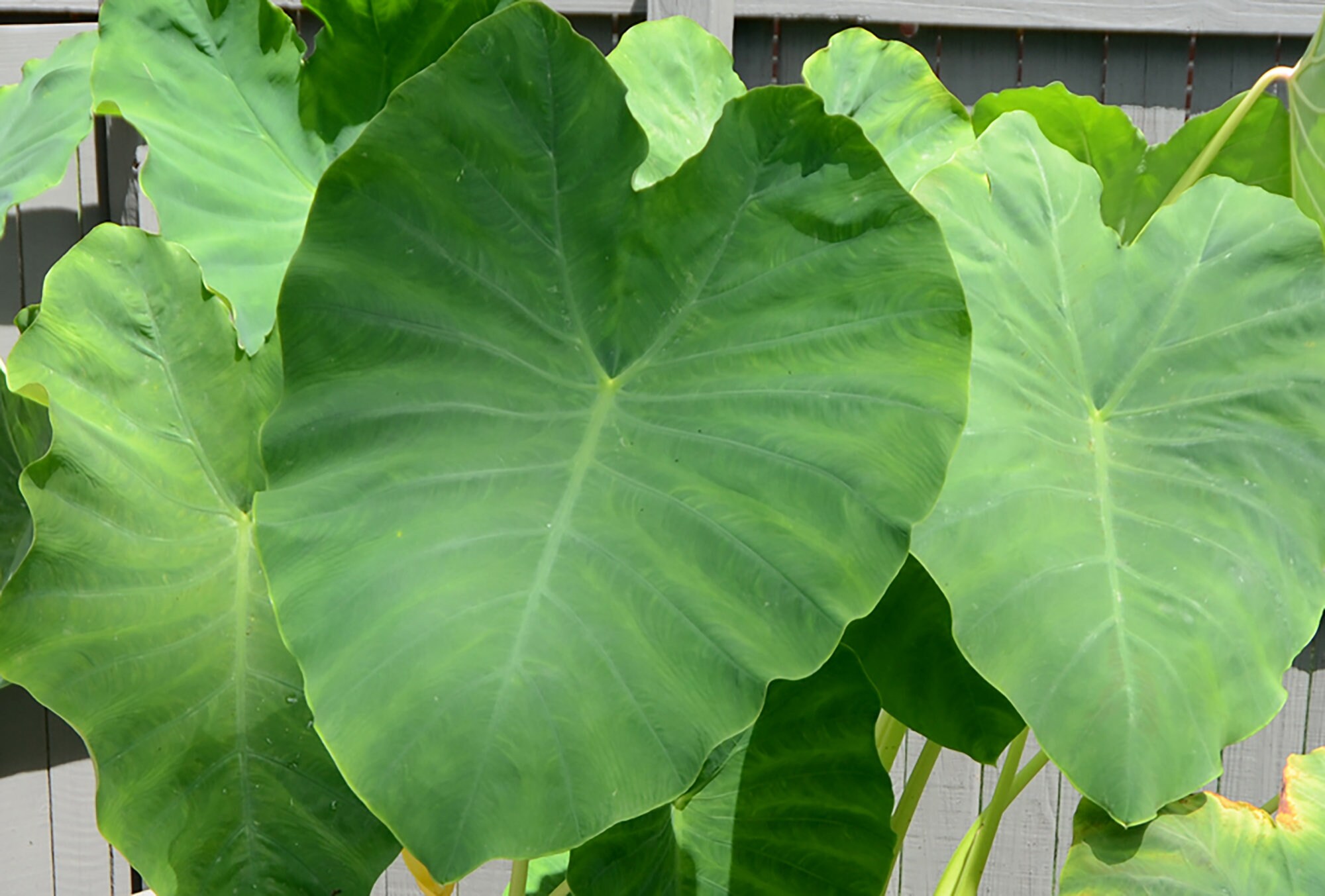 Mammoth Elephant Ear 68in Plant Blub Colocasia esculenta Etsy