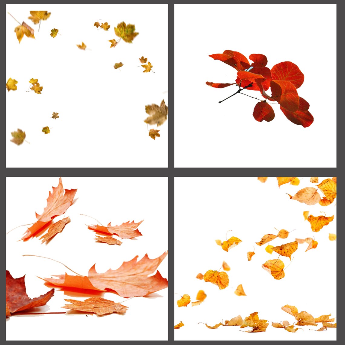 40 Autumn Leaves Overlay Falling Leaves Overlays Etsy