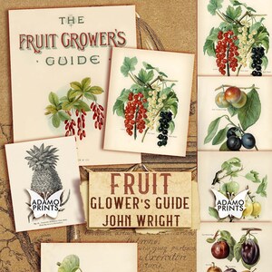 Puede incluir: Ilustraciones vintage de varias frutas, incluyendo piña, cerezas, manzanas, uvas, ciruelas y grosellas. Las ilustraciones son de estilo botánico con dibujos detallados y colores vibrantes. El título "Fruit Grower's Guide" y "John Wright" son visibles en la parte superior de la imagen.