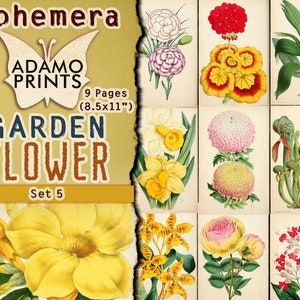 Zestaw kwiatów ogrodowych 5, Ephemera Flower, Obraz cyfrowy, Sztuka vintage, Ogród cyfrowy, Kwiat shabby, Natura albumu, Kolaż cyfrowy, ATC