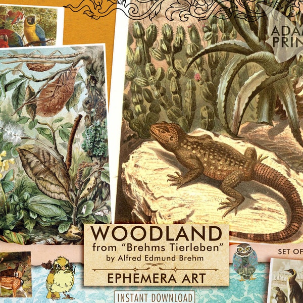 Woodland from Brehms Tierleben, Junk Journal Kit, Tiger, Birds, Owl, Trees, Ephemera, Tags, Scrapbook, Natural History