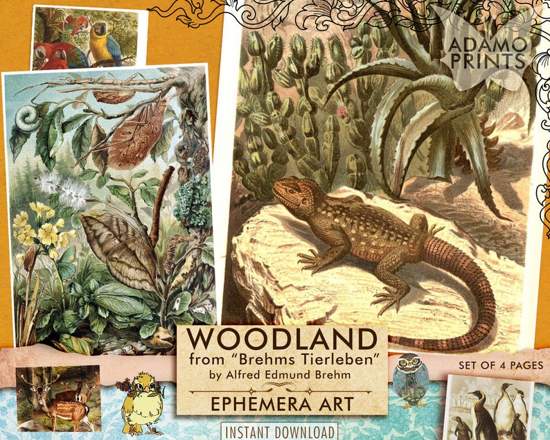 Woodland from Brehms Tierleben, Junk Journal Kit, Tiger, Birds, Owl, Trees, Ephemera, Tags, Scrapbook, Natural History image 1