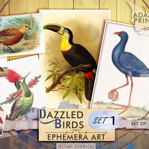 Aves Deslumbrantes, Colección 1, Historia Natural, Clásicos Efímeros, Imágenes Digitales, Arte Vintage, Collage Digital, Arte Efímero, Naturaleza, Álbum de Recortes