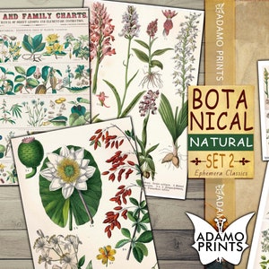 Botanical Nature Set2, Ephemera Classics, Digital Images, Vintage Art, Digital Collage, Art Ephemera, Scrapbook, ATC, Green, Nature Journal