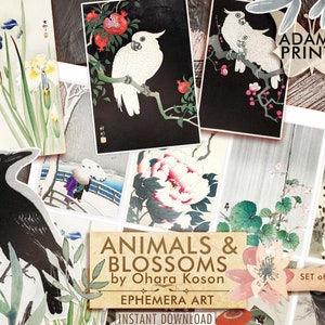 May include: A set of four digital prints featuring Japanese art by Ohara Koson. The prints depict a black crow, a white cockatoo, a blooming peony, and a branch of cherry blossoms. The prints are titled "Animals & Blossoms by Ohara Koson" and "Set of 4 Pages".