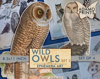 Wild Owls Printable Set2, Digital Collage Sheet, Digital Image, Art Ephemera, Vintage Art, ATC, Cards, Woodland, Nature, Scrapbook, Download