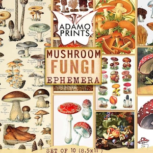 Mushroom Fungi, Printable Mushrooms, Toadstool and Mushroom Ephemera, Printable Images, Vintage Art, Digital Collage, Collage Sheet