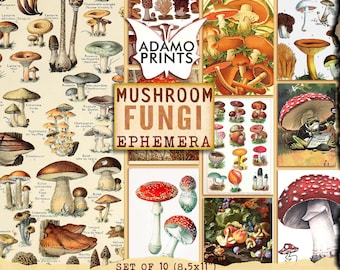 Mushroom Fungi, Printable Mushrooms, Toadstool and Mushroom Ephemera, Printable Images, Vintage Art, Digital Collage, Collage Sheet