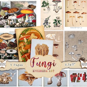 Fungi Ephemera Vintage, Printable Mushrooms, Toadstool and Mushroom Art, Forest Plant Images, Fungus Plant, Digital Collage Sheet