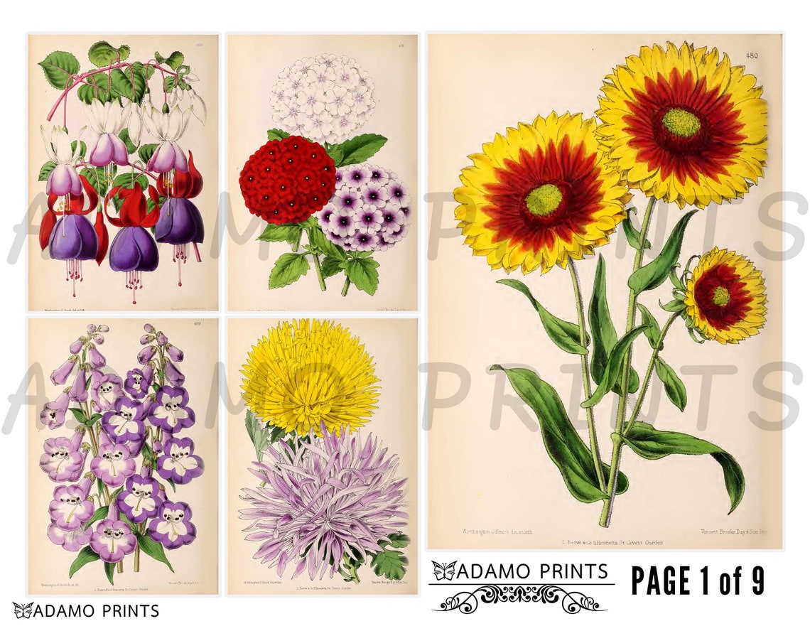 Garden Flower Set4 Ephemera Flower Digital Image Vintage Etsy