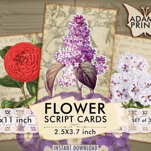 Tarjetas de guiones de flores, Imágenes digitales, ATC, Flores silvestres, Plantas, Clásicos digitales efímeros, Imágenes imprimibles, Arte vintage, Collage digital