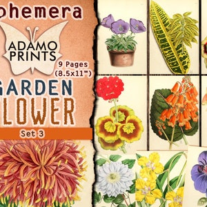 Conjunto de flores de jardín 3, Flor efímera, Imagen digital, Arte vintage, Jardín digital, Flor desgastada, Naturaleza de álbum de recortes, Collage digital, ATC