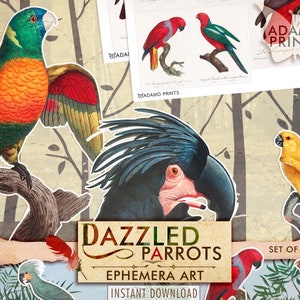 Oszałamiające papugi, Historia naturalna, Klasyczne efemerydy, Obrazy cyfrowe, Sztuka vintage, Kolaż cyfrowy, Ephemera artystyczna, Natura, Album