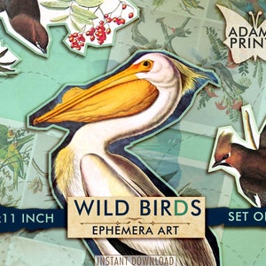 Wild Birds Digital, Ephemera Classics, Digital Images, Vintage Art, Digital Collage, Art Ephemera, Classics, Nature, Clip Art, Download