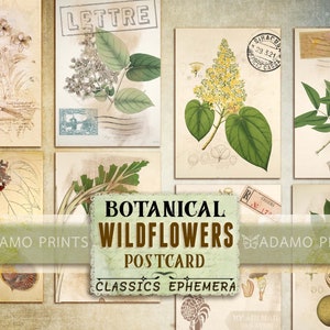Cartões postais de flores silvestres botânicas, imagens digitais, coisas efêmeras para impressão, lixo eletrônico, ATC, vintage, folha de colagem, clássicos de coisas efêmeras, download