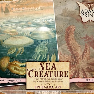 Creatura marina di Brehms Tierleben, kit diario spazzatura, tigre, uccelli, gufo, alberi, effimeri, etichette, album di ritagli, storia naturale