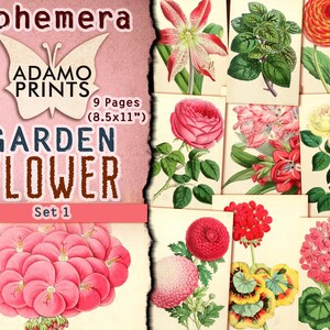 Set di fiori da giardino1, fiore effimero, immagine digitale, arte vintage, giardino digitale, fiore squallido, natura dell'album, collage digitale, ATC