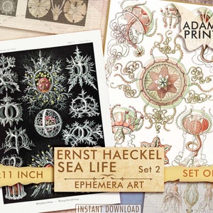 Ernst Haeckel, Sea Life Set2, Animal Collage, Printable Images, Ephemera Classics, Digital Images, Journal Page, Junk Journal, Download