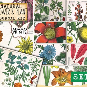 Kit de diario de flores y plantas naturales Set1, página de diario, diario de flores, diario de efímeras, kit de diario imprimible, plantas de álbum de recortes, vintage