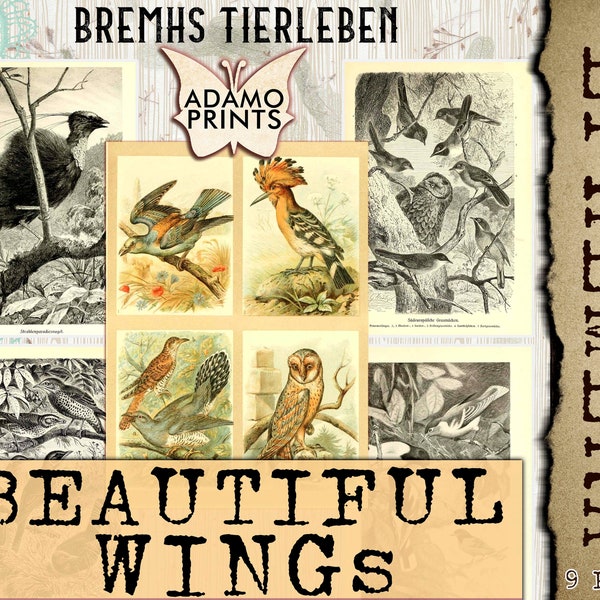 Beautiful Wings by Brehms Tierleben, Natural History, Ephemera Classic, Digital Image, Vintage Art, Digital Collage, Art Ephemera, Scrapbook