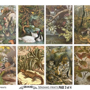 Woodland from Brehms Tierleben, Junk Journal Kit, Tiger, Birds, Owl, Trees, Ephemera, Tags, Scrapbook, Natural History image 4