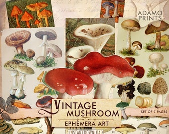 Vintage Mushroom Digital, Printable Mushrooms, Toadstool and Mushroom Ephemera, Printable Images, Vintage Art, Digital Collage, Ephemera