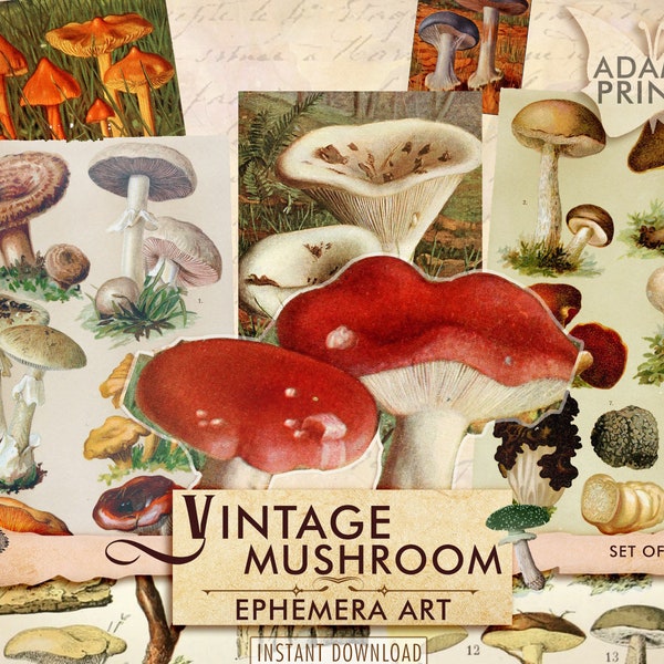 Vintage Mushroom Digital, Printable Mushrooms, Toadstool and Mushroom Ephemera, Printable Images, Vintage Art, Digital Collage, Ephemera