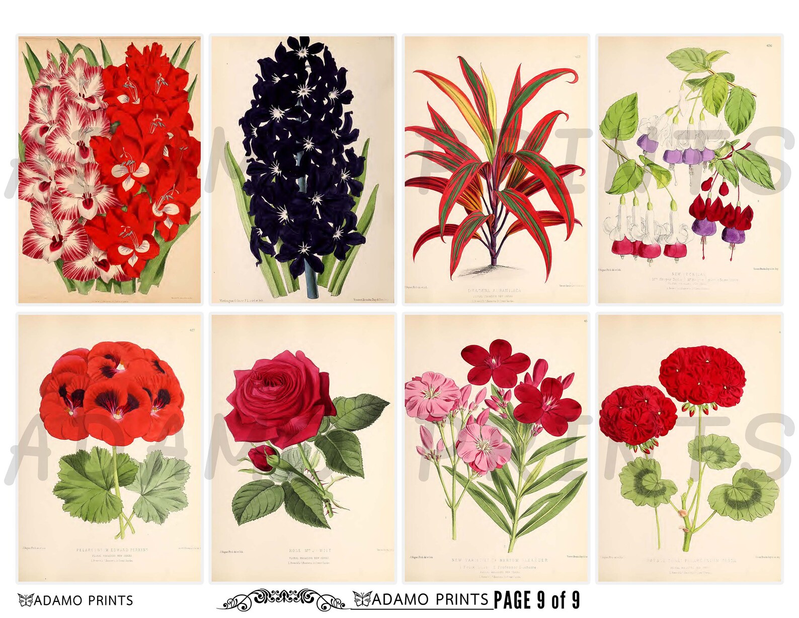 Garden Flower Set4 Ephemera Flower Digital Image Vintage Etsy