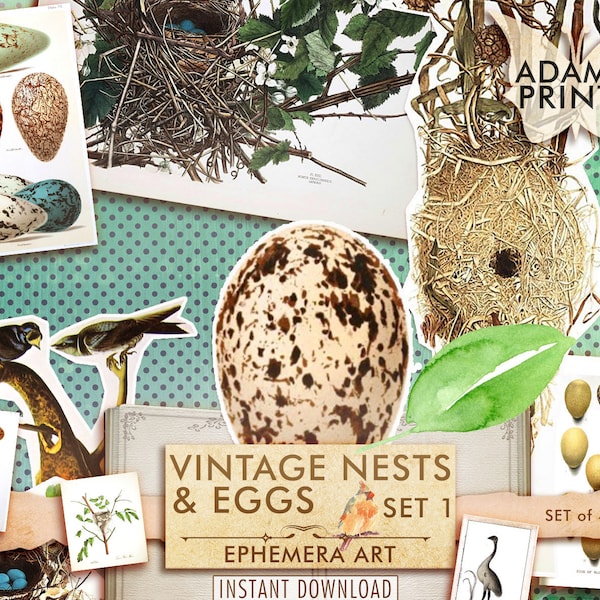 Vintage Nester & Eier Set1, digitale Ephemera Klassiker, digitales Bild, Buchseite, Vintage Kunst, Sofort Download, digitale Collage, Kunst Ephemera