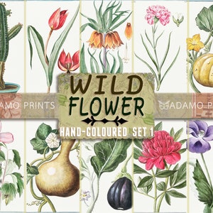 Wildflower, Shabby Flowers Digital, Collage Sheets, Junk Journal Kit, Digital Images, Scrapbook, Hand-Coloured Botanical Set1