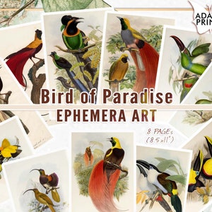 Ave del paraíso, Imágenes digitales, Tarjetas de diario, Efímera imprimible, Diario basura, ATC, Vintage, Hoja de collage, Naturaleza efímera