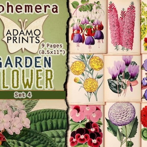 Set di fiori da giardino4, fiore effimero, immagine digitale, arte vintage, giardino digitale, fiore squallido, natura dell'album, collage digitale, ATC