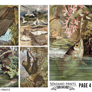 Woodland from Brehms Tierleben, Junk Journal Kit, Tiger, Birds, Owl, Trees, Ephemera, Tags, Scrapbook, Natural History image 5