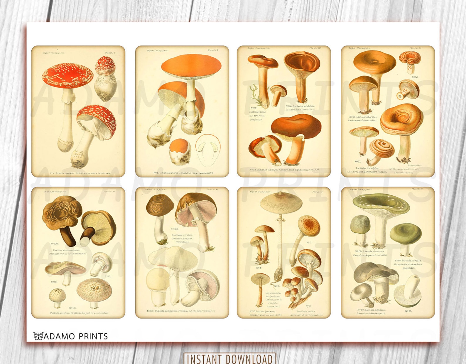 Vintage Mushroom Journal Kit, Junk Journal Page, Printable Mushrooms ...