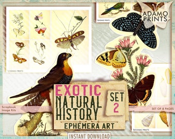 Exotic Natural History Set2, Junk Journal Kit, Butterfly, Shell, Birds, Seaweed, Ephemera Classic, Tags, Scrapbook Woodland Kit